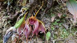 Imagem de Masdevallia angulata Rchb. fil.