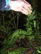 Image de Hymenophyllum pulcherrimum Col.