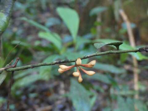 Anaxagorea A. St.-Hil. resmi