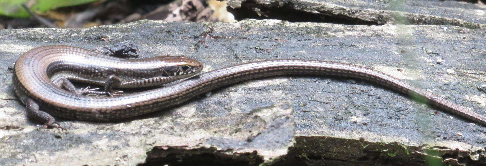 Image of Five-toed Whip Lizard