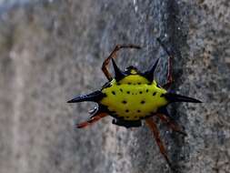 Image of Macracantha hasselti (C. L. Koch 1837) Macharoenboon, Siriwut & Jeratthitikul 2021