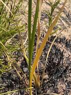 Image of Ixia longistylis (M. P. de Vos) Goldblatt & J. C. Manning