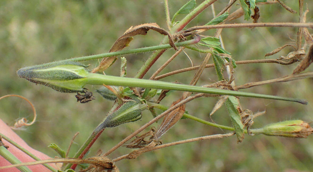 Image of Pink monsonia