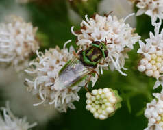 Sivun Hedriodiscus trivittatus (Say 1829) kuva