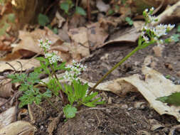 Aegopodium decumbens (Thunb. ex Murray) Pimenov & Zakharova的圖片