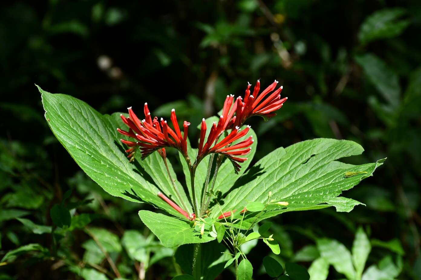 Imagem de Spigelia splendens H. Wendl. ex Hook.