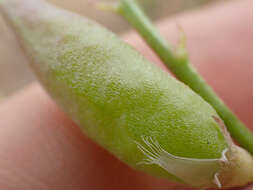 Image of Salinas milkvetch