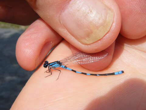 Image of Hagen's Bluet