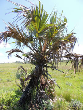 Image of doum palm