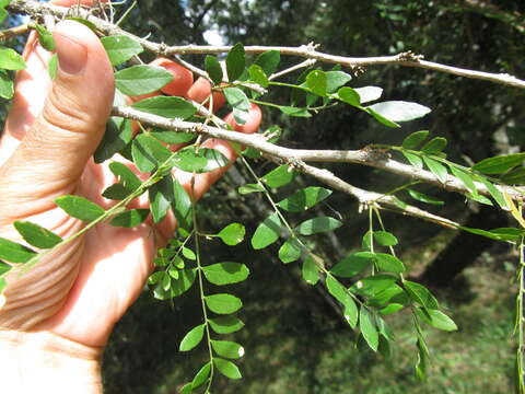 Image of Gleditsia amorphoides (Griseb.) Taub.