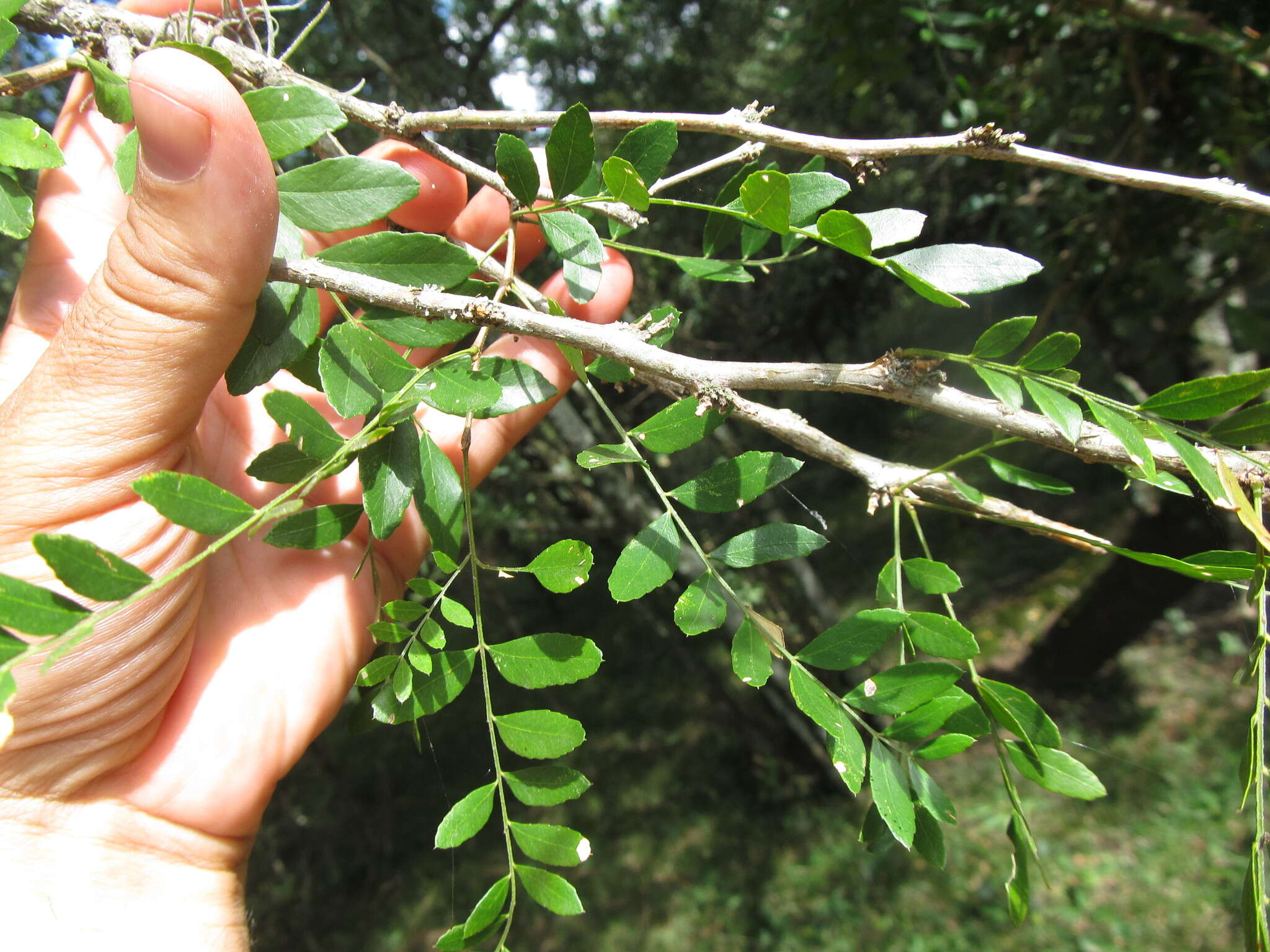 Image of Gleditsia amorphoides (Griseb.) Taub.