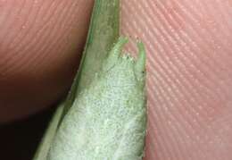 Image of Apache Bush Katydid