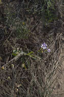 Freesia verrucosa (B. Vogel) Goldblatt & J. C. Manning resmi