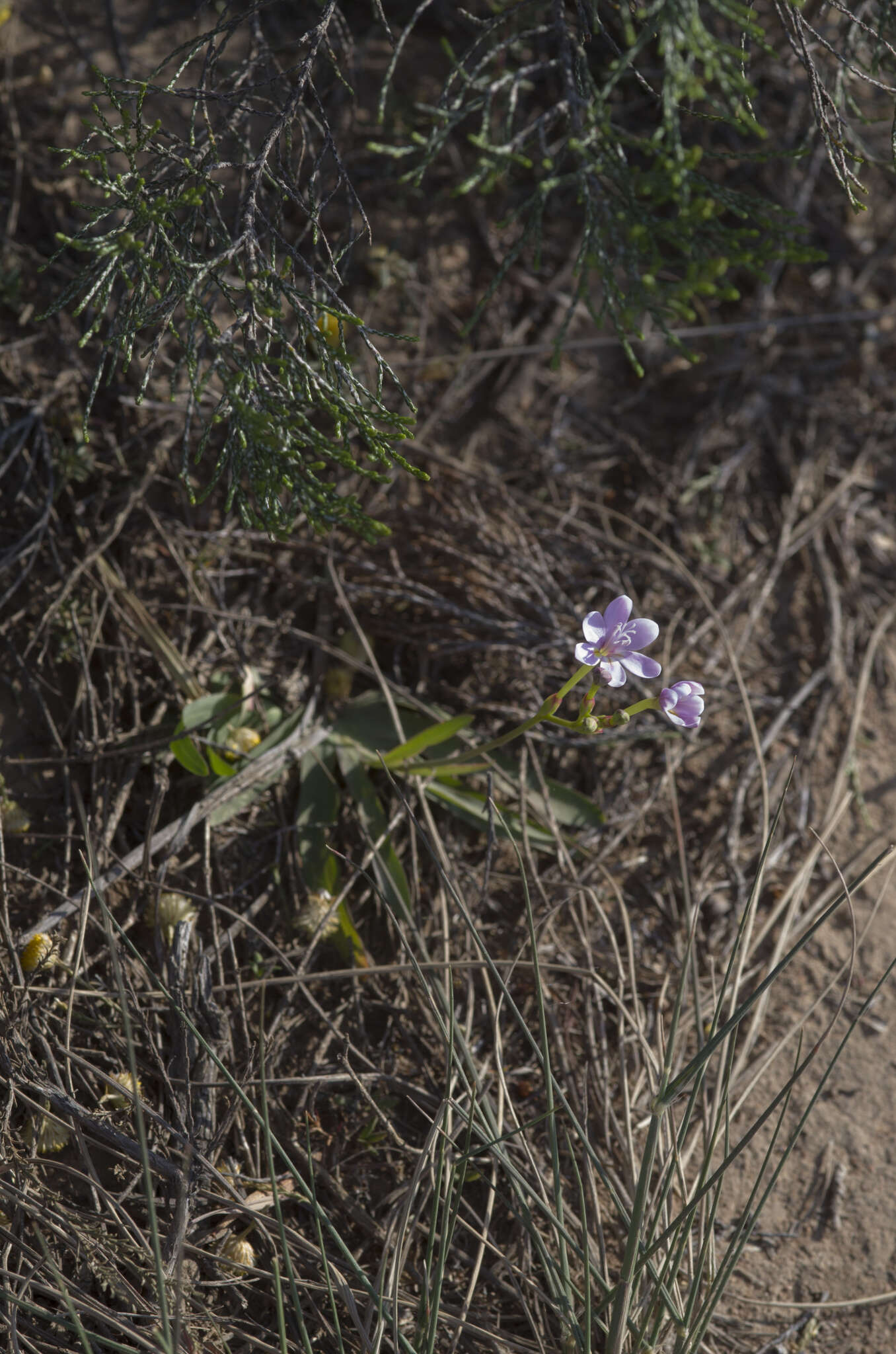 Image of Freesia verrucosa (B. Vogel) Goldblatt & J. C. Manning