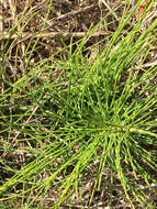 Image of giant horsetail