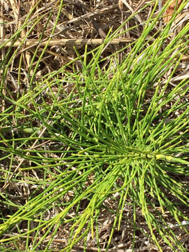 Image of giant horsetail