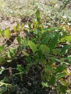 Image of Aristolochia nelsonii Eastwood