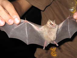 Image of Heller's Broad-nosed Bat