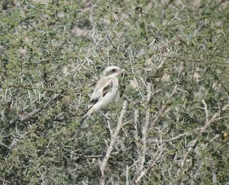 Image of Steppe Grey Shrike