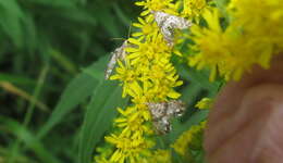 Plancia ëd Petrophila fulicalis Clemens 1860