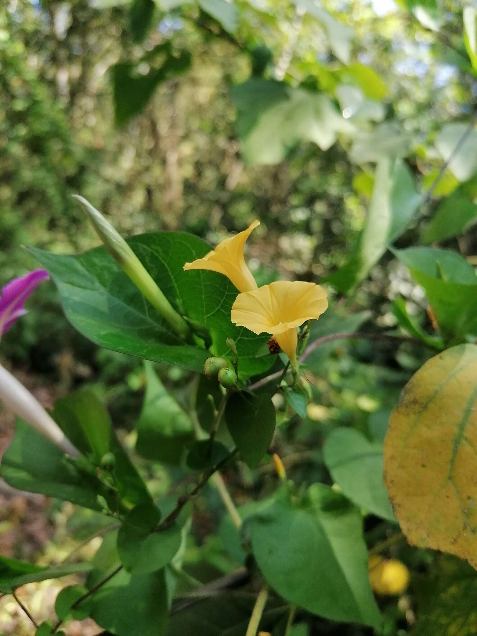 Imagem de Ipomoea microsepala Benth.