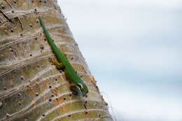 Image of Reunion Island ornate day gecko