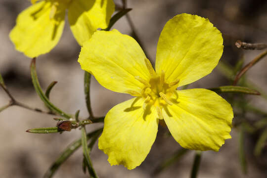 Image of <i>Oenothera gayleana</i>