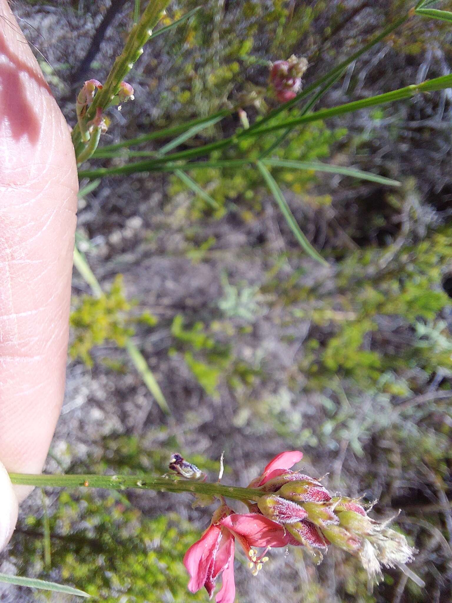 Plancia ëd Indigofera triquetra E. Mey.