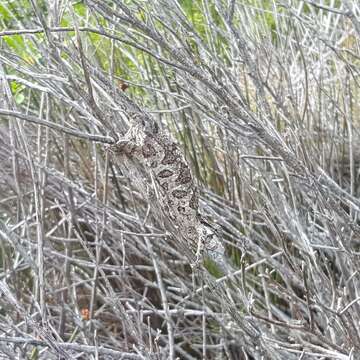 Image of Eastern Cape Dwarf Chameleon