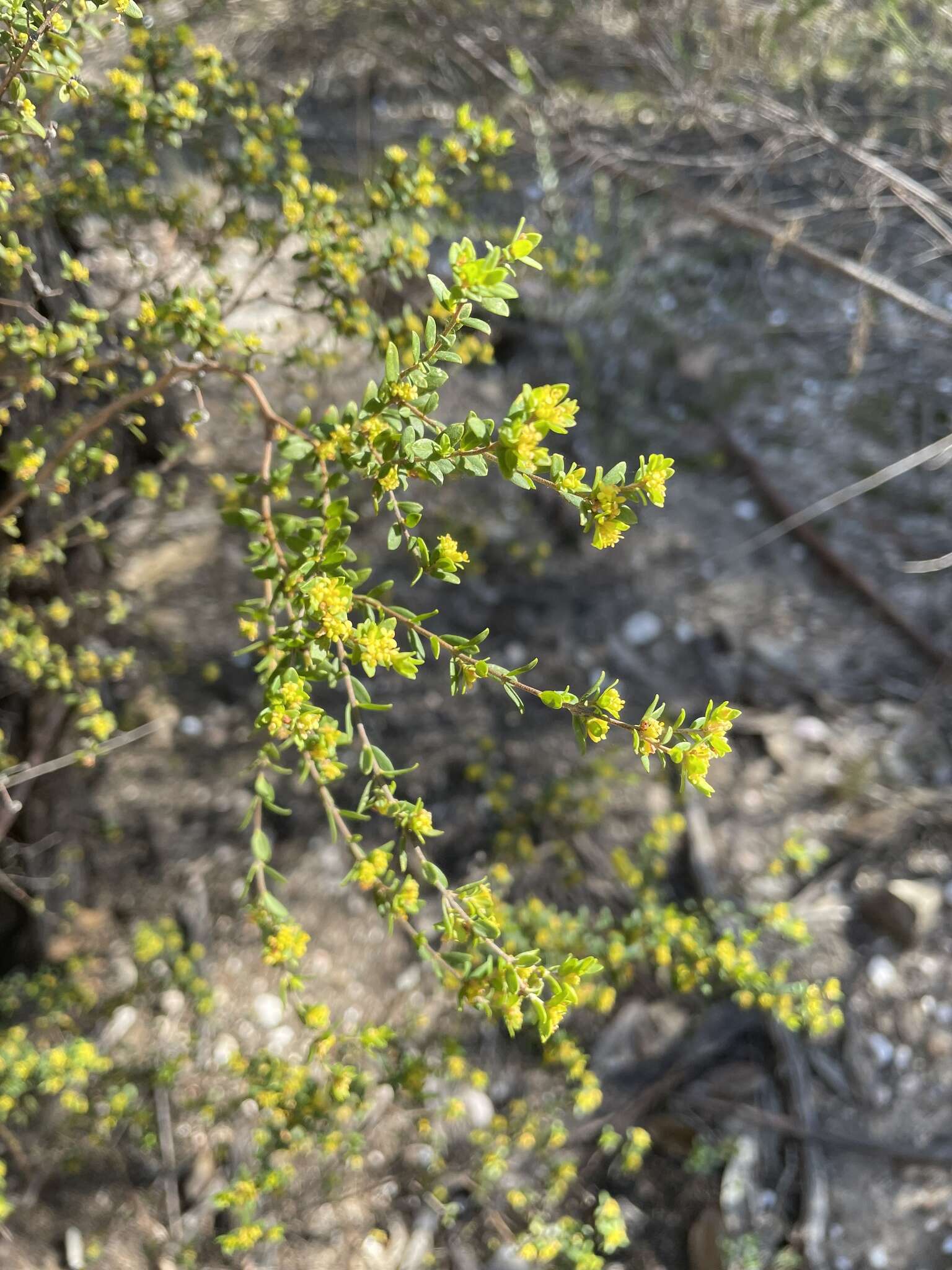 Image of Pimelea hewardiana Meissn.