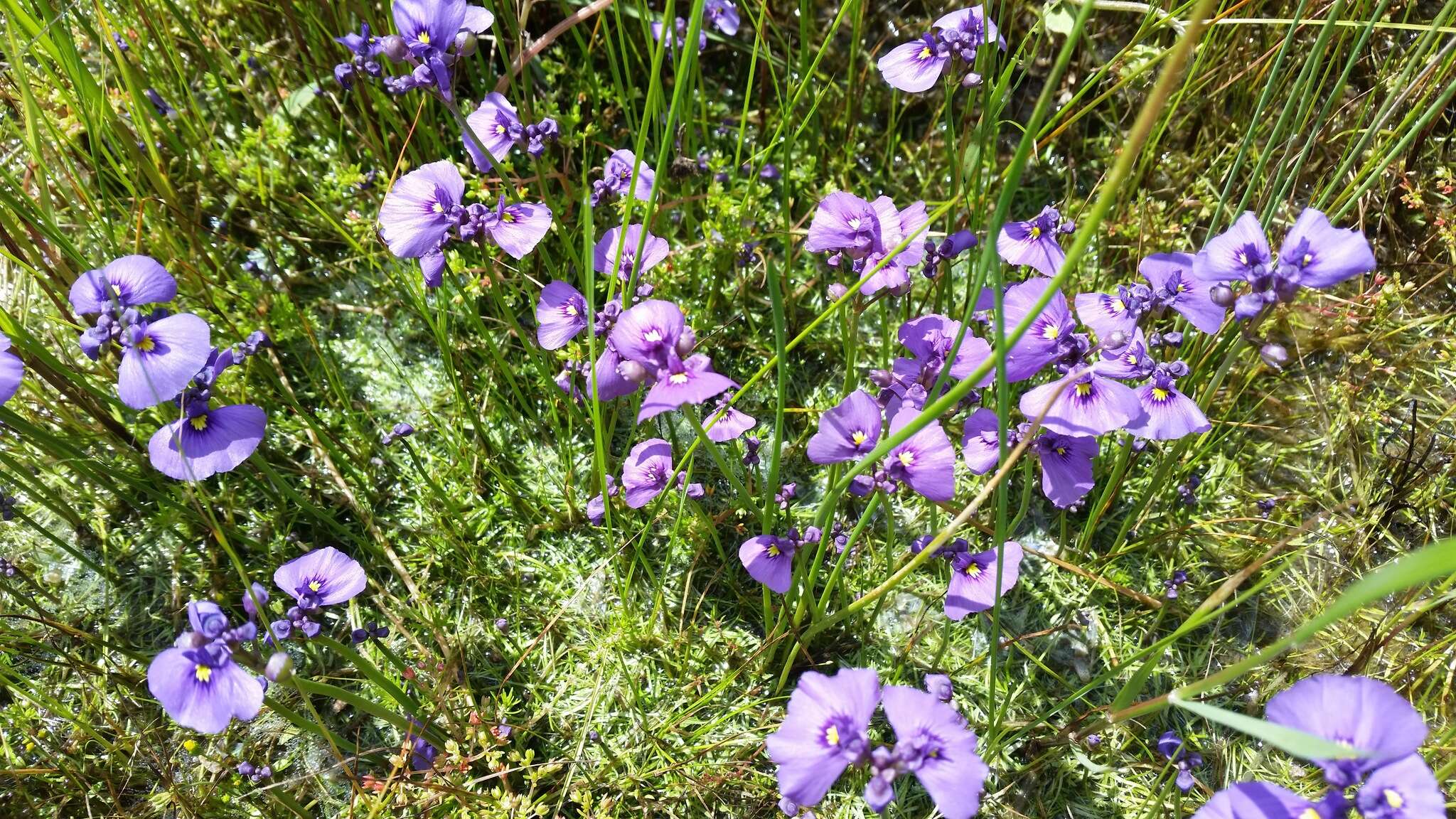 Image of Utricularia beaugleholei R. J. Gassin