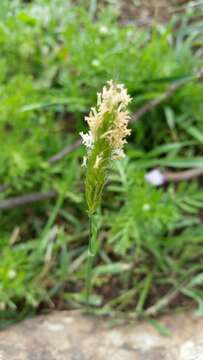 Image of Alopecurus utriculatus Sol.