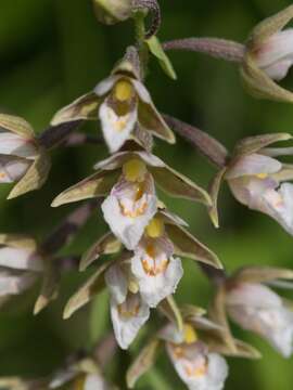 Imagem de Epipactis palustris (L.) Crantz