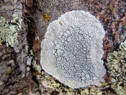 Lecanora rupicola (L.) Zahlbr. resmi