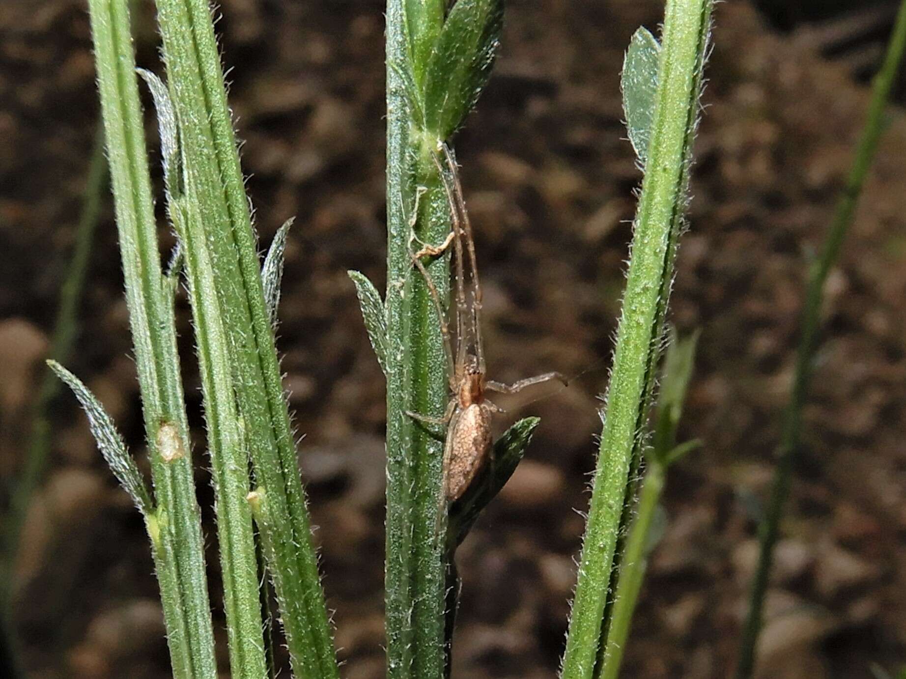 Image of Nanometa lagenifera (Urquhart 1888)