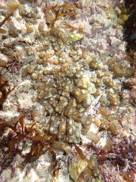 Image of warty sea mat