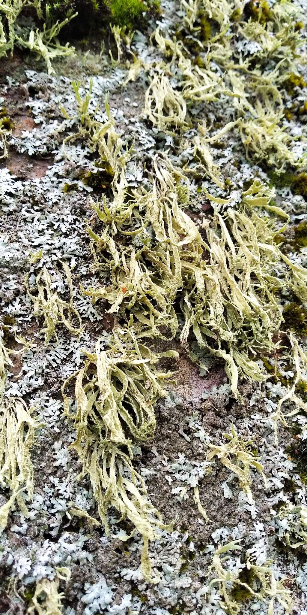 Image of cartilage lichen