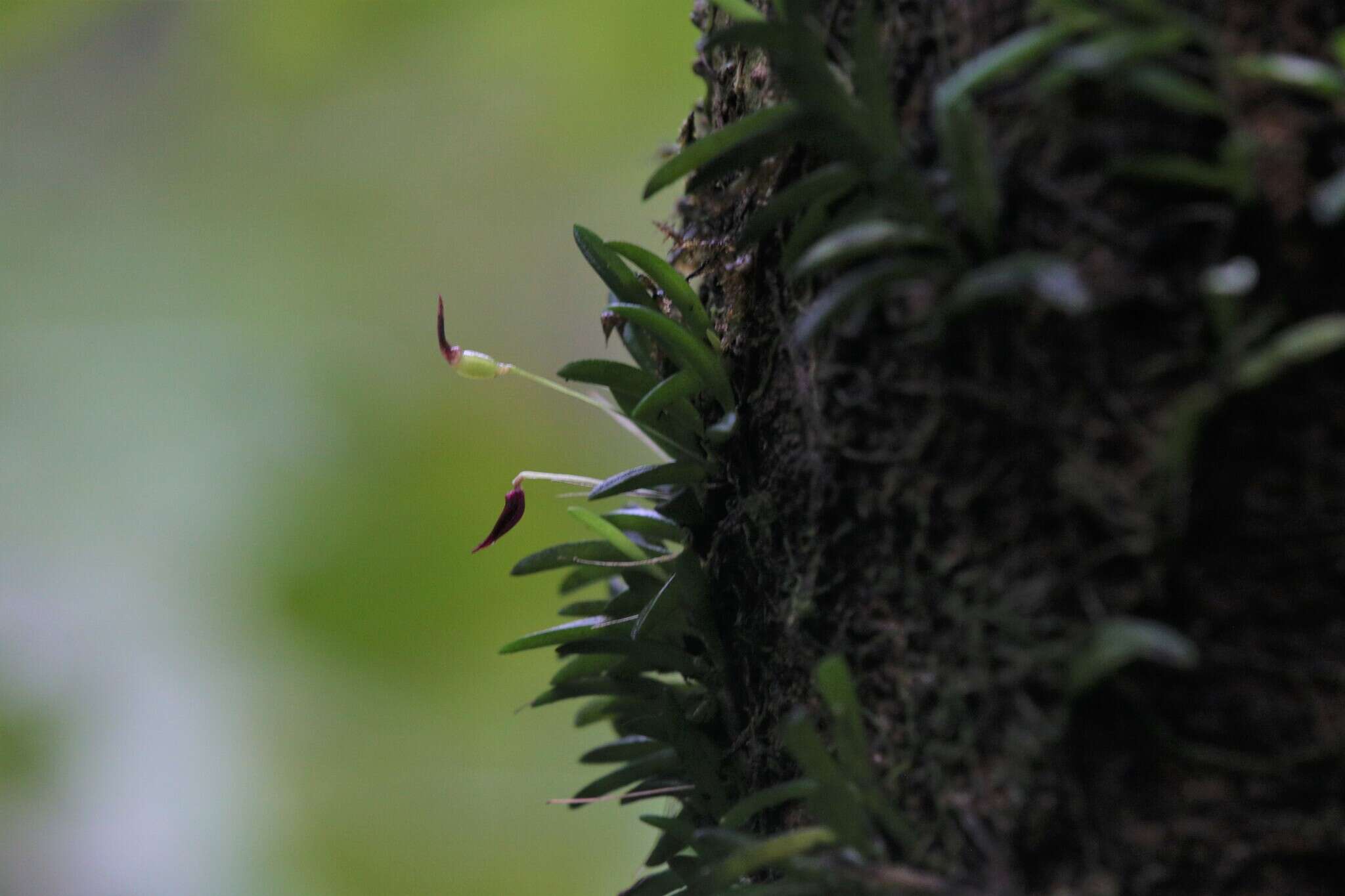 Image of Bulbophyllum macphersonii Rupp