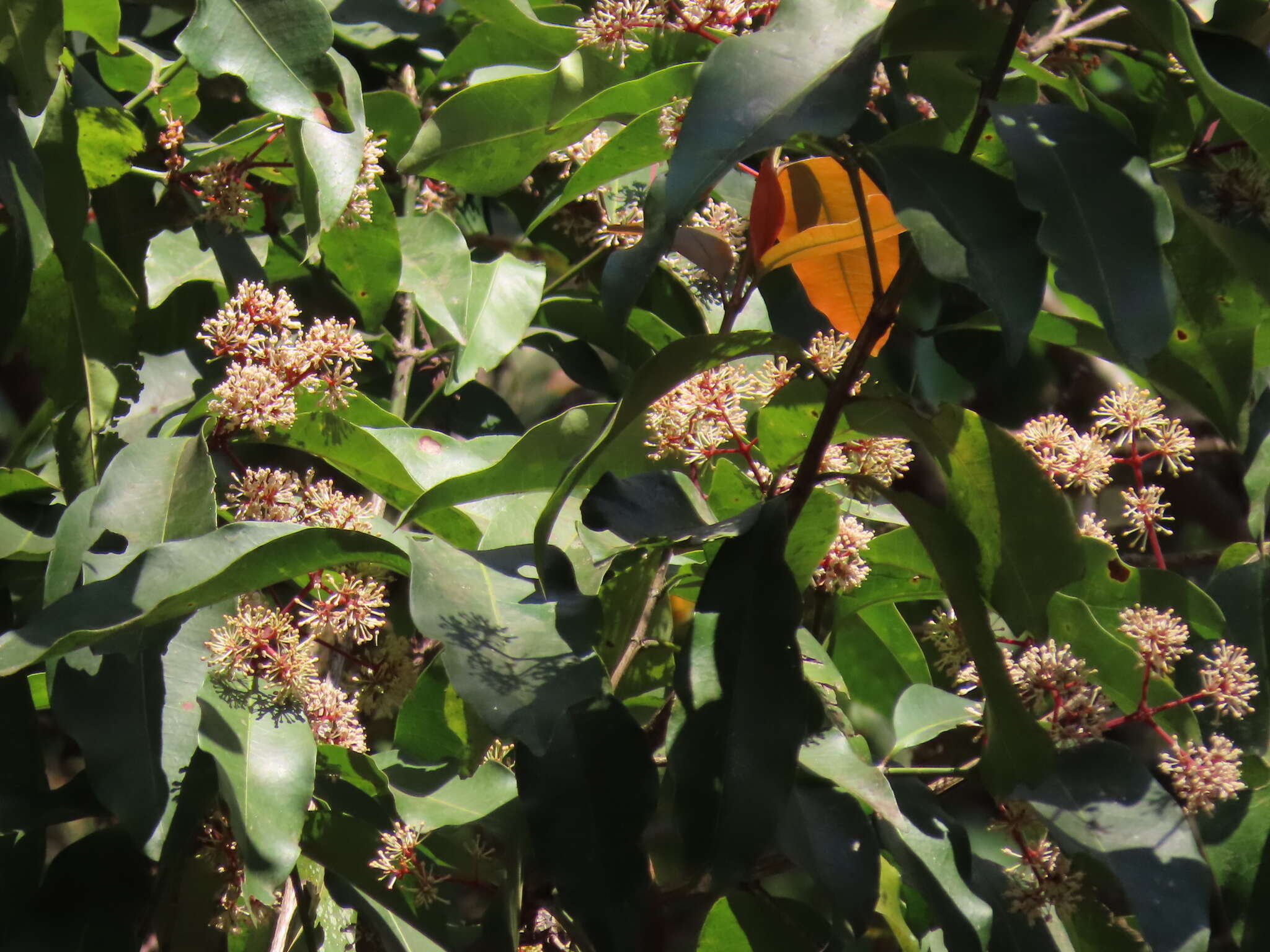 Image of Ixora brachiata Roxb.