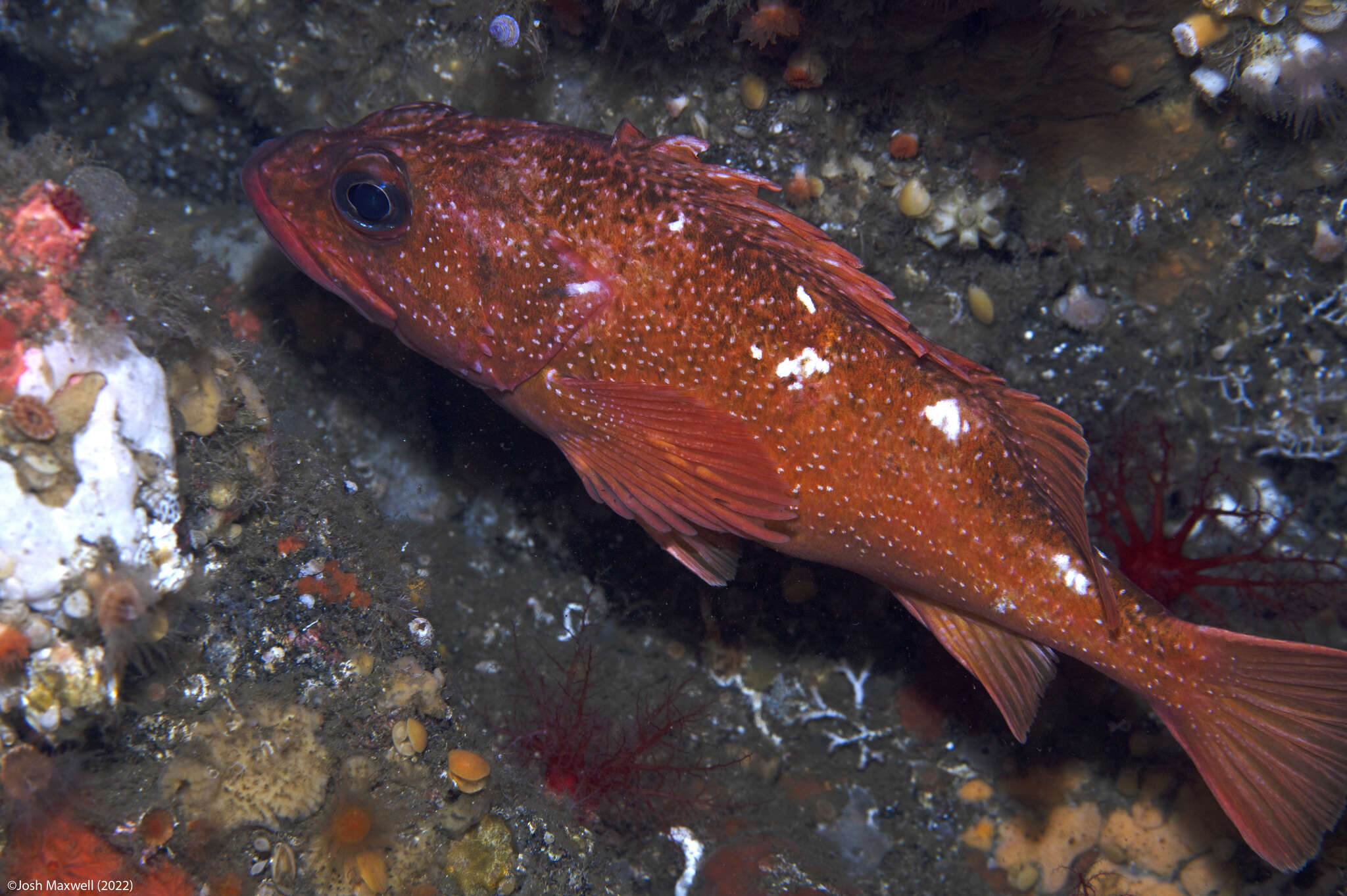 Image of Starry rockfish