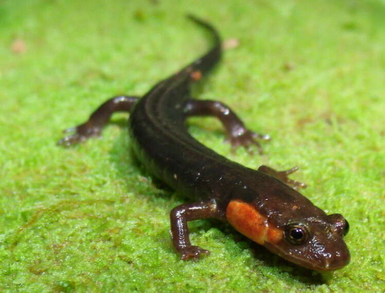 Image of Imitator Salamander