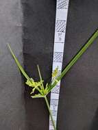 Imagem de Cyperus iria L.