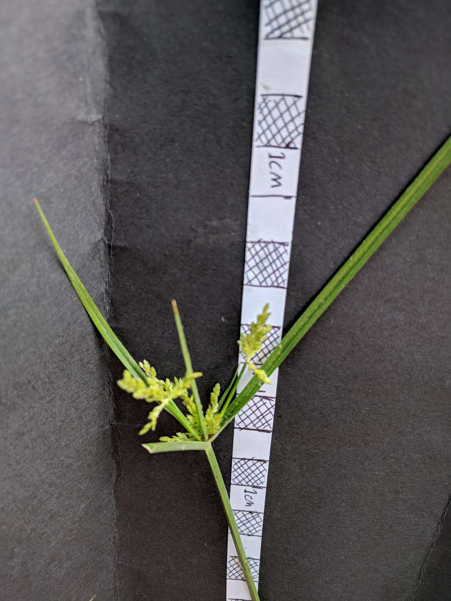 Image of ricefield flatsedge