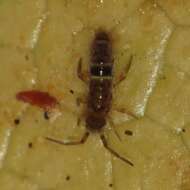 Image of hairy-back girdled springtail