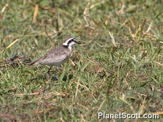 Image of Kittlitz's Plover