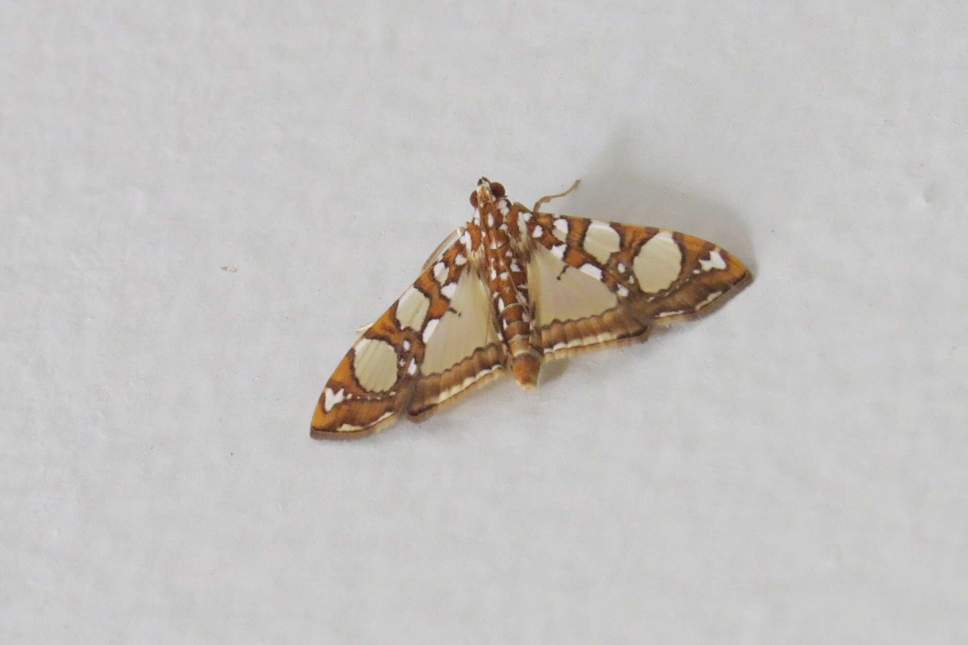 Image of Mulberry Leaftier Moth