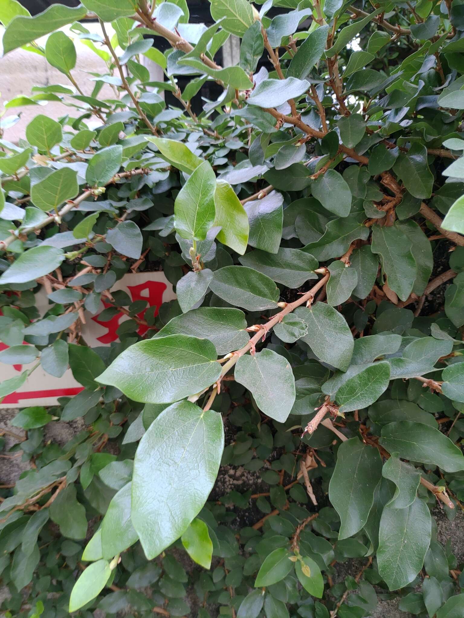 Image of Ficus pumila var. pumila