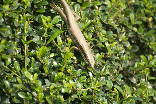 Image of Longtail Mabuya