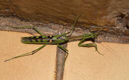 Image of African praying mantis