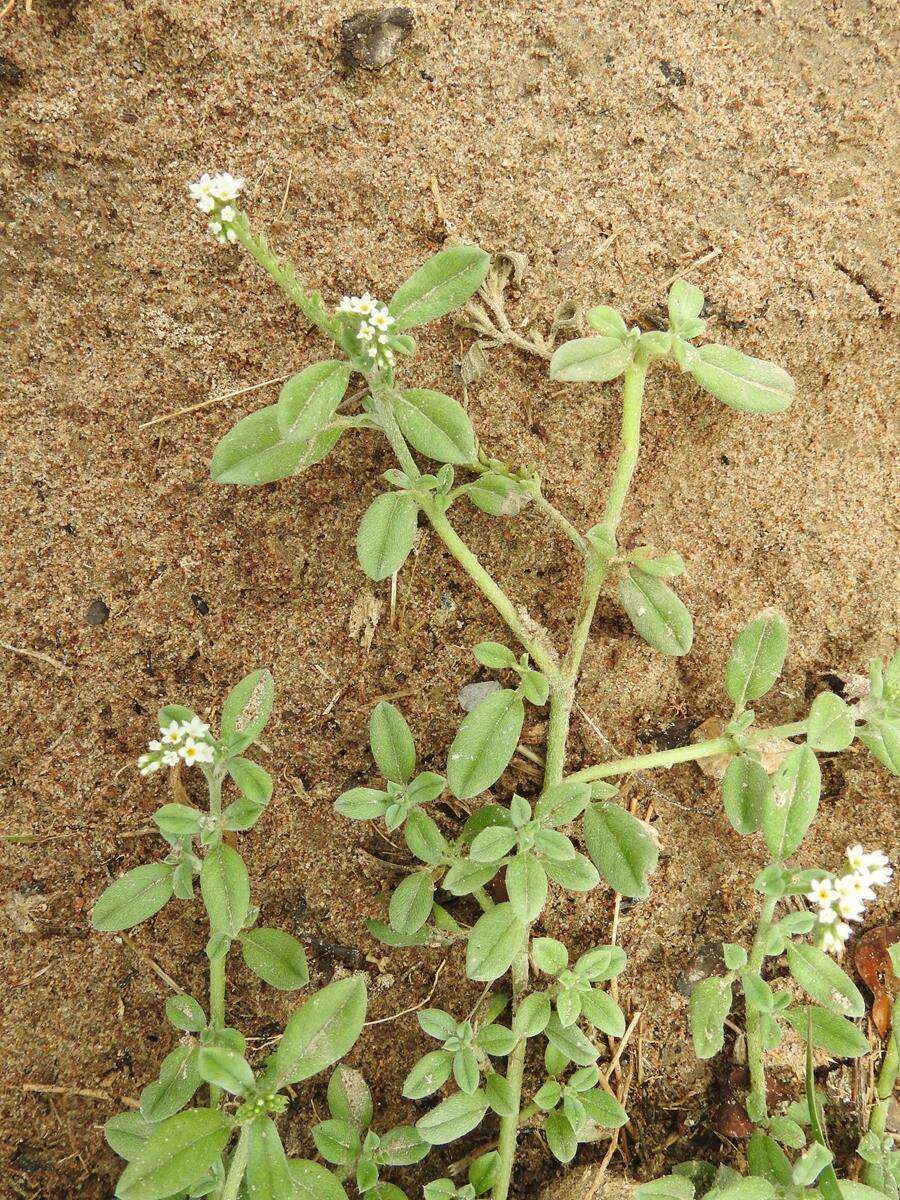 Image of Euploca ovalifolia (Forsk.) Diane & Hilger